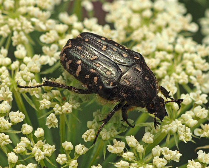 Trauer-Rosenkäfer, Oxythyrea funesta